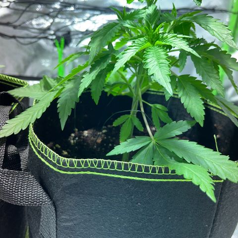 Special Queen #1 growlog timeline photo