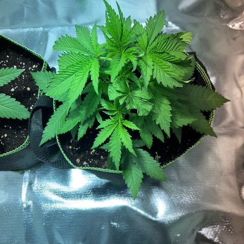 Special Queen #1 growlog timeline photo