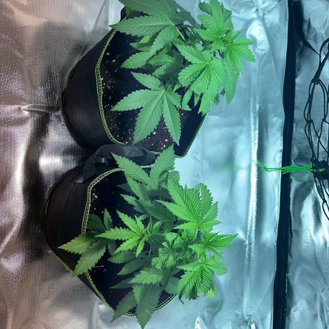 Special Queen #1 growlog timeline photo