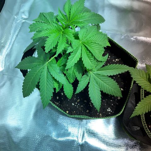 Special Queen #1 growlog timeline photo