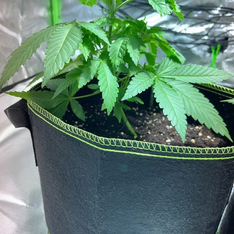 Special Queen #1 growlog timeline photo