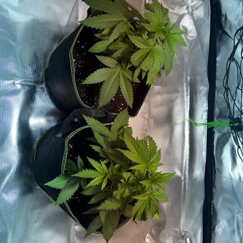 Special Queen #1 growlog timeline photo