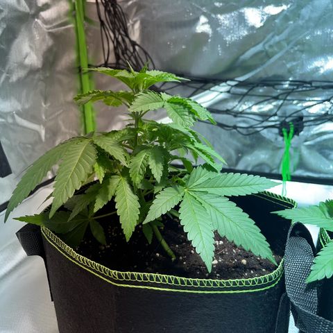 Special Queen #1 growlog timeline photo