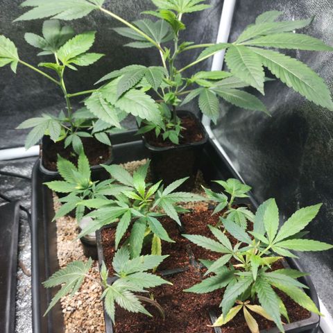 Jammin grow  growlog photo: Water propergated cuttings now growing to teens 