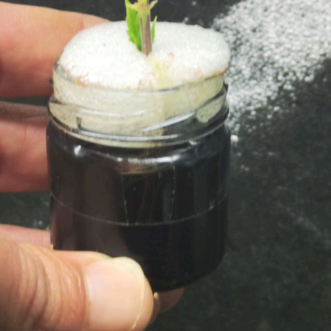 Jammin grow  growlog photo: Water propergated cuttings now growing to teens 
