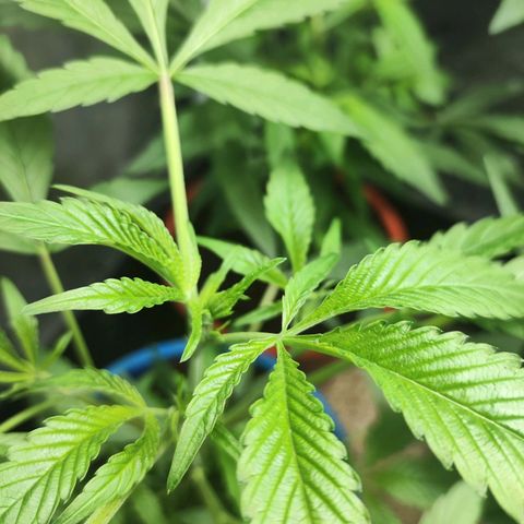 Jammin grow  growlog photo: Water propergated cuttings now growing to teens 