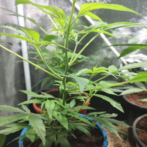 Jammin grow  growlog photo: Water propergated cuttings now growing to teens 