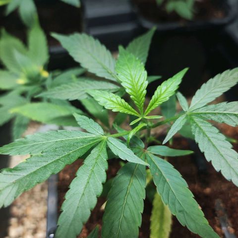 Jammin grow  growlog photo: Water propergated cuttings now growing to teens 