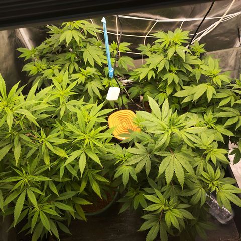 Exodus growlog photo: Stared as water propergated clones. 2 week bloom 