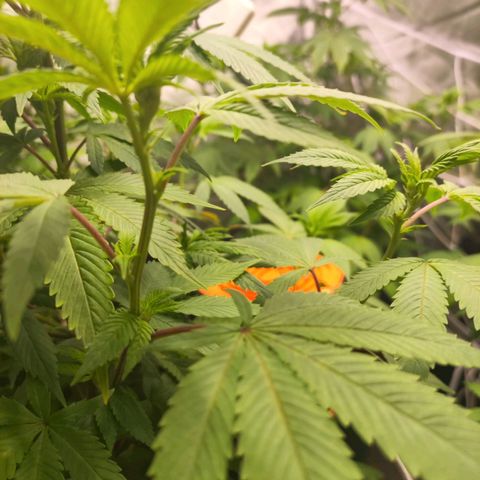 Exodus growlog photo: Stared as water propergated clones. 2 week bloom 