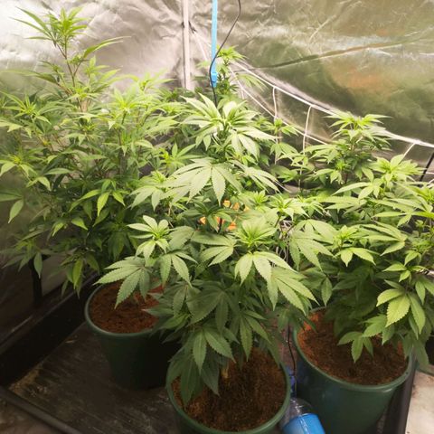 Exodus growlog photo: Stared as water propergated clones. 2 week bloom 