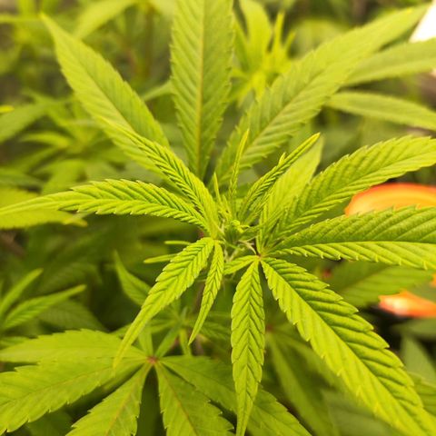 Exodus growlog photo: Stared as water propergated clones. 2 week bloom 