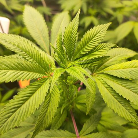 Exodus growlog photo: Stared as water propergated clones. 2 week bloom 