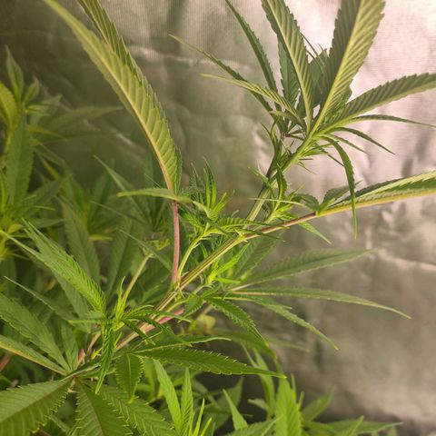 Exodus growlog photo: Not much has changed. Still stretching out a fair bit 