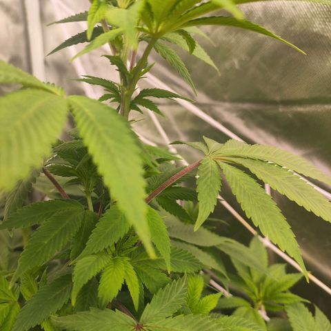 Exodus growlog photo: Not much has changed. Still stretching out a fair bit 