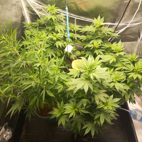 Exodus growlog photo: Not much has changed. Still stretching out a fair bit 