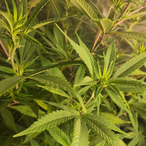 Exodus growlog photo: Not much has changed. Still stretching out a fair bit 