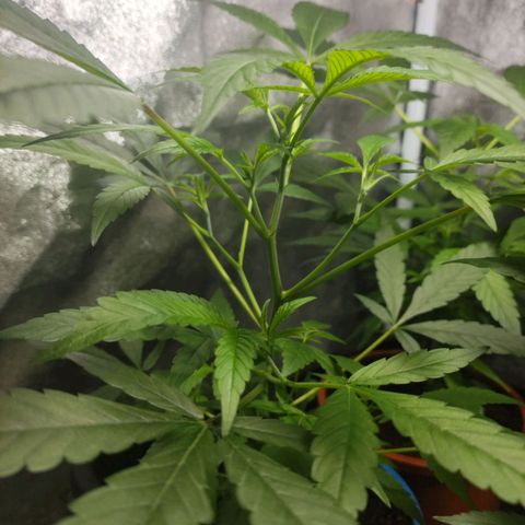 Jammin grow  growlog photo: Still looking great. No feed today, just a check up 