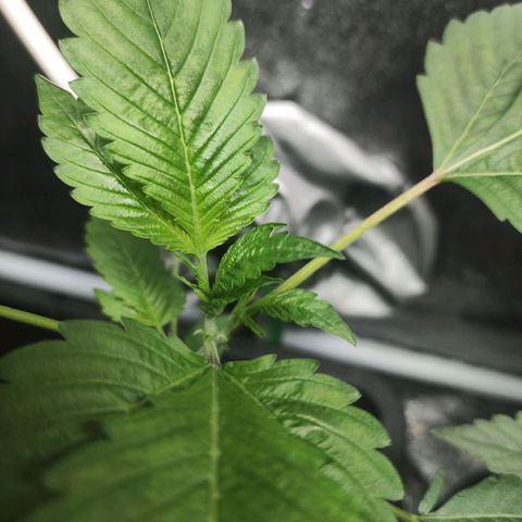 Jammin grow  growlog photo: Still looking great. No feed today, just a check up 