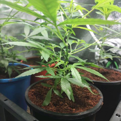 Jammin grow  growlog photo: Still looking great. No feed today, just a check up 