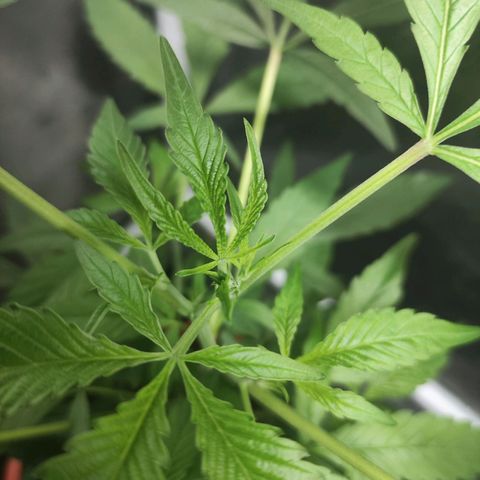 Jammin grow  growlog photo: Still looking great. No feed today, just a check up 