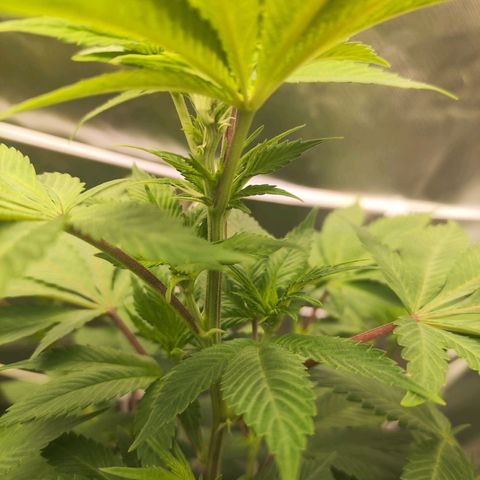 Exodus growlog photo: Not much has changed. Still stretching out a fair bit 