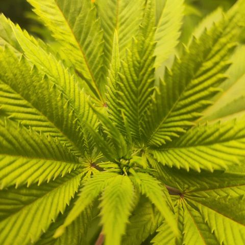 Exodus growlog photo: Not much has changed. Still stretching out a fair bit 