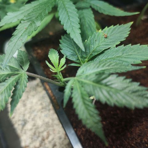 Espresso  growlog photo: Still looking great. The late clone in the water prop jar is finally getting better root structure. But the weekend, she will be in Coco core 😁