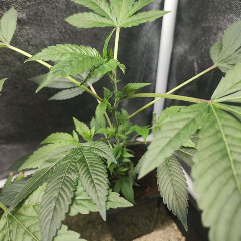 Espresso  growlog photo: Still looking great. The late clone in the water prop jar is finally getting better root structure. But the weekend, she will be in Coco core 😁