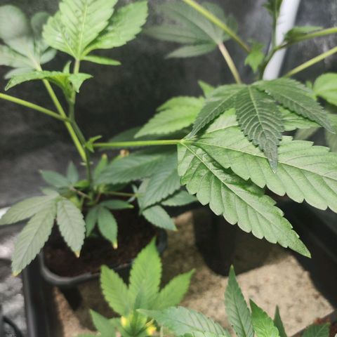 Espresso  growlog photo: Still looking great. The late clone in the water prop jar is finally getting better root structure. But the weekend, she will be in Coco core 😁
