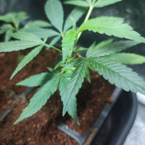 Espresso  growlog photo: Still growing strong 