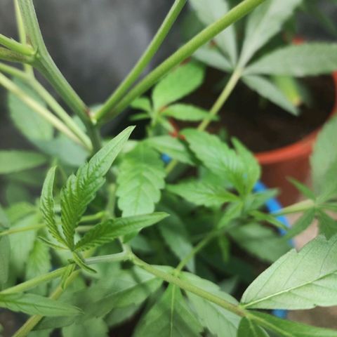 Jammin grow  growlog photo: Just another check up 