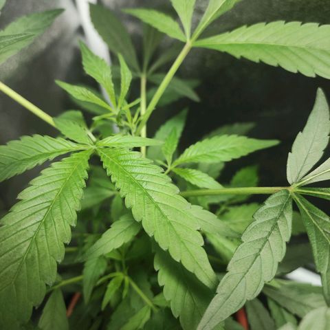 Jammin grow  growlog photo: Just another check up 