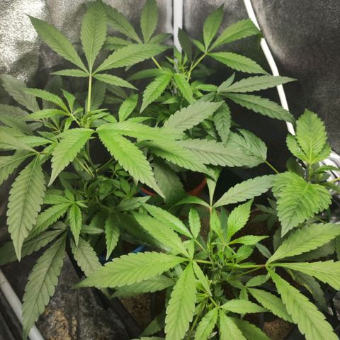 Jammin grow  growlog photo: Just another check up 