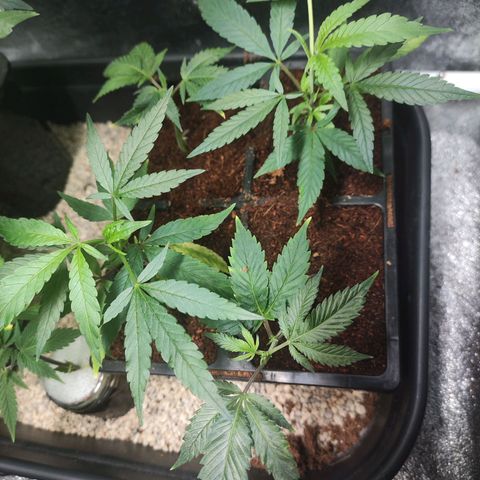 Espresso  growlog photo: Still growing strong 