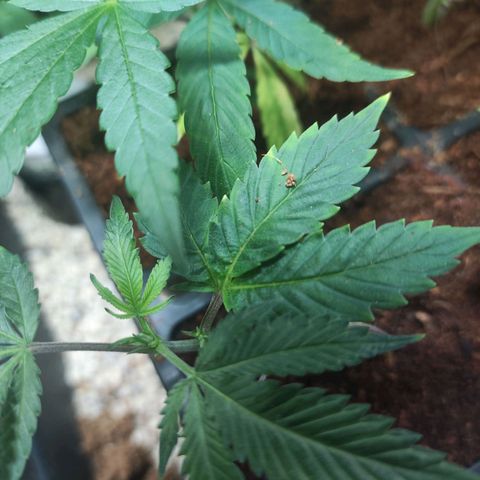 Espresso  growlog photo: Still growing strong 