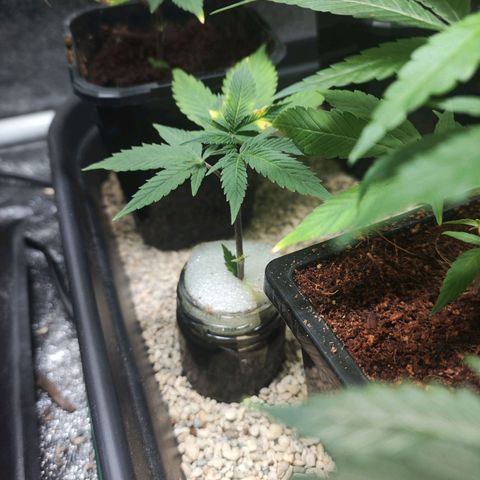 Espresso  growlog photo: Still growing strong 