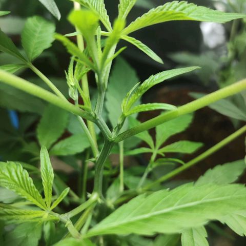 Jammin grow  growlog photo: Just another check up 