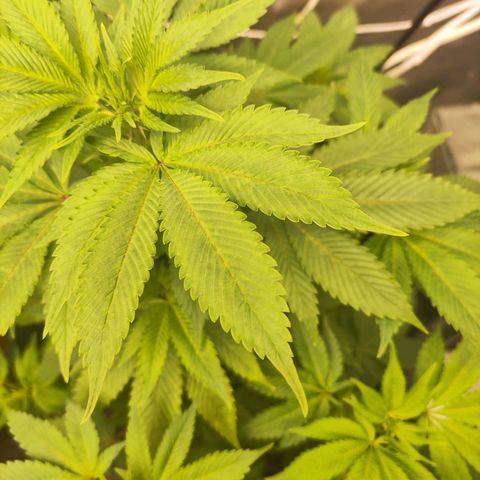 Exodus growlog photo: Heaps of change to the sigmas on these drones. Healthy leaves, good feed 