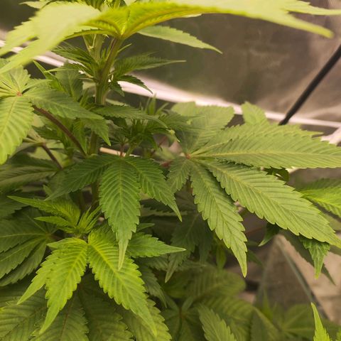 Exodus growlog photo: Heaps of change to the sigmas on these drones. Healthy leaves, good feed 