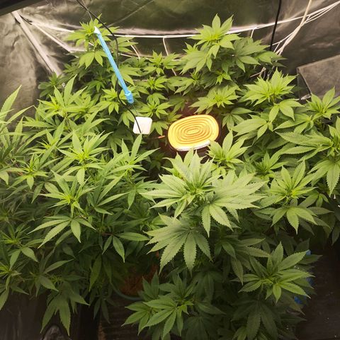 Exodus growlog photo: Heaps of change to the sigmas on these drones. Healthy leaves, good feed 