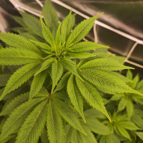Exodus growlog photo: Heaps of change to the sigmas on these drones. Healthy leaves, good feed 