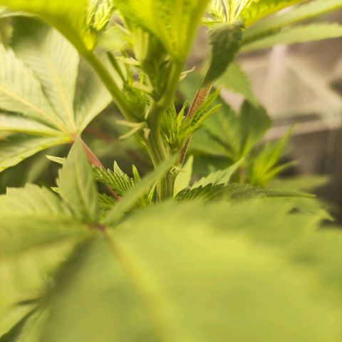 Exodus growlog photo: Heaps of change to the sigmas on these drones. Healthy leaves, good feed 