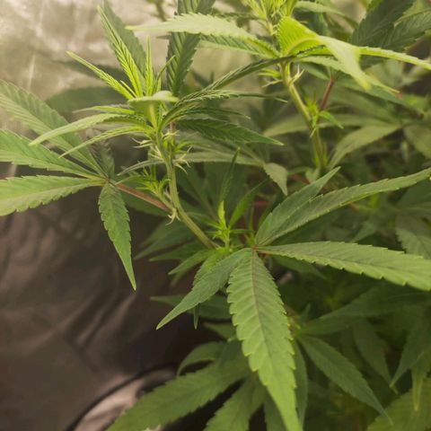 Exodus growlog photo: Heaps of change to the sigmas on these drones. Healthy leaves, good feed 