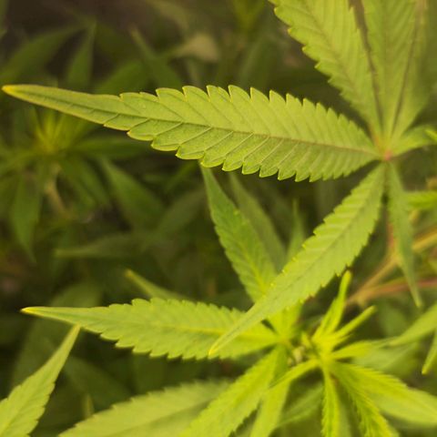 Exodus growlog photo: Heaps of change to the sigmas on these drones. Healthy leaves, good feed 