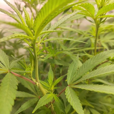 Exodus growlog photo: Heaps of change to the sigmas on these drones. Healthy leaves, good feed 