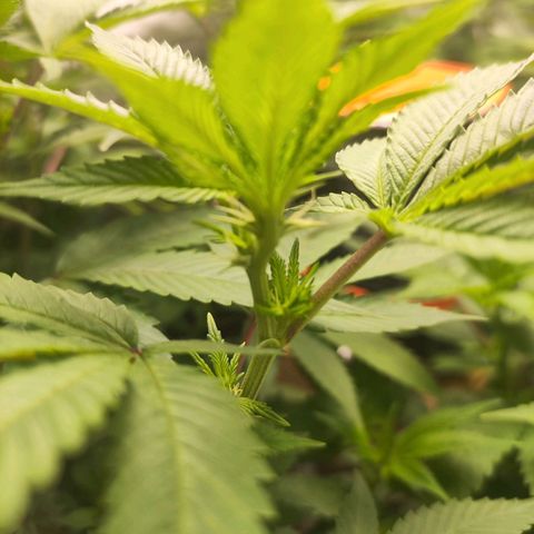 Exodus growlog photo: Heaps of change to the sigmas on these drones. Healthy leaves, good feed 