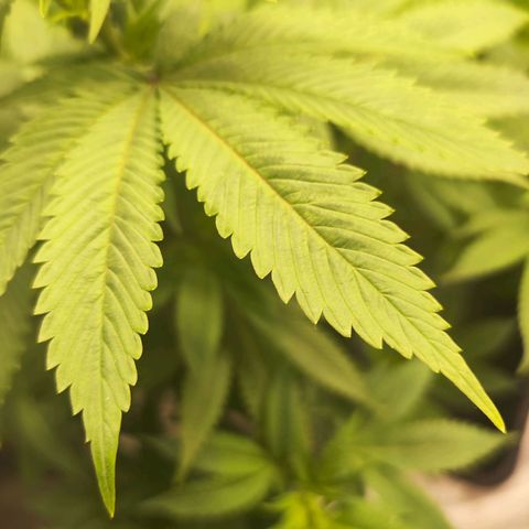 Exodus growlog photo: Heaps of change to the sigmas on these drones. Healthy leaves, good feed 