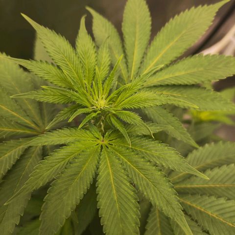 Exodus growlog photo: Added circulation fan yesterday 