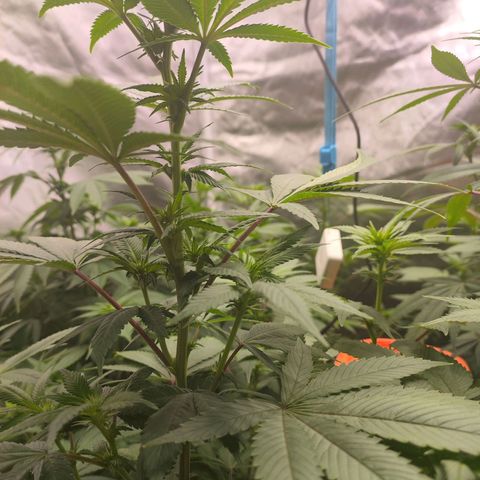 Exodus growlog photo: Added circulation fan yesterday 